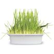 Graminha-Green-Digestive-Grass-Ipet-para-Caes-50G