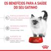 Racao-Royal-Canin-Kitten-para-Gatos-Filhotes-15kg-1